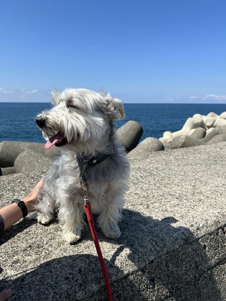 海と犬　ラテ