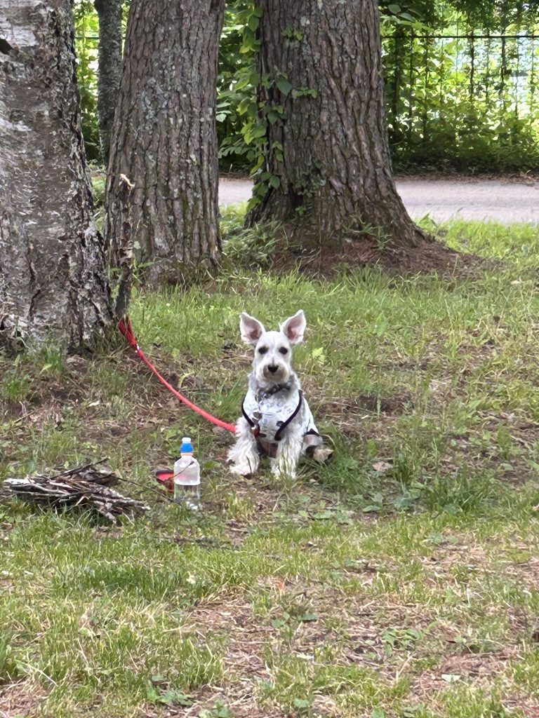 木につながれている犬