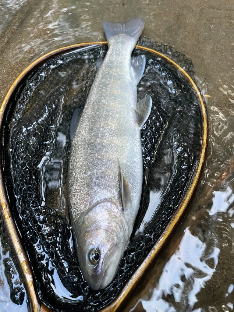 めっちゃ大きい天然イワナ　魚