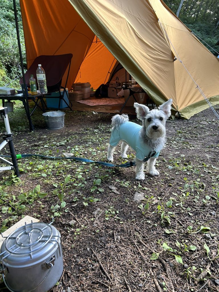 コールマンの椅子に繋がれている　ラテ