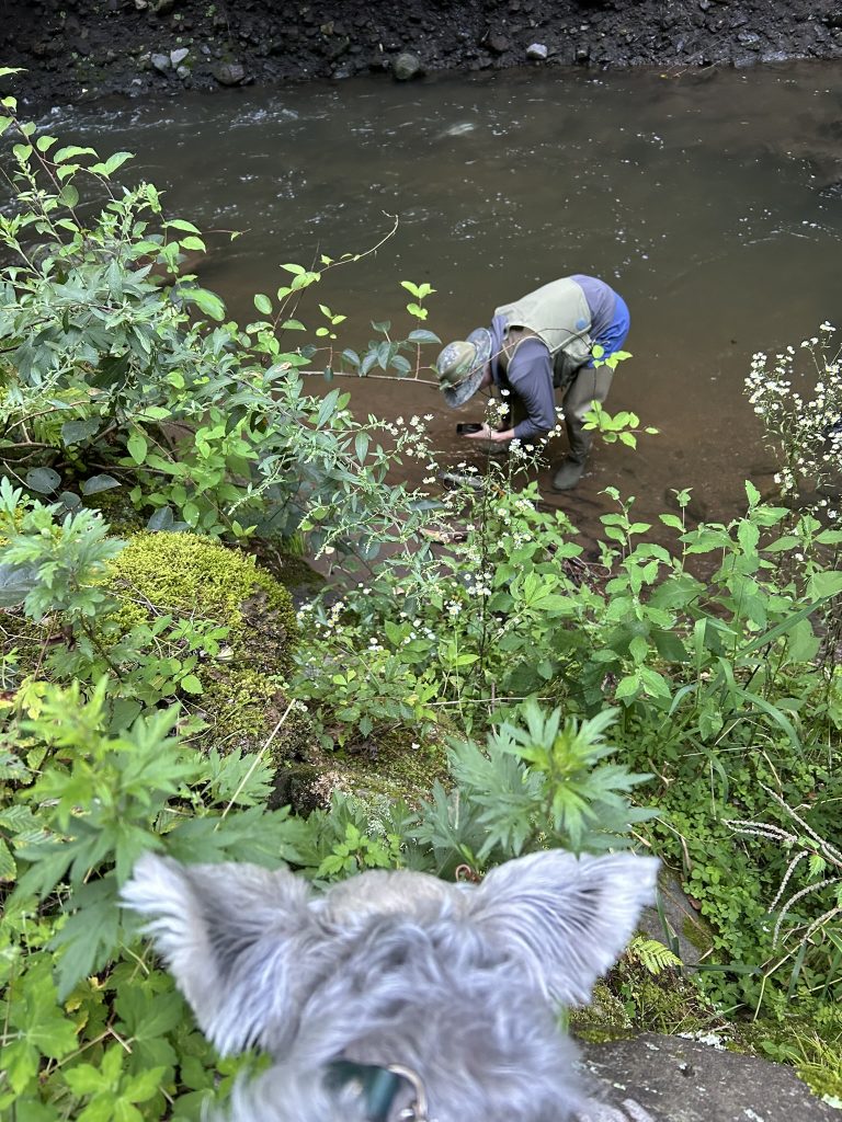 川で魚釣りしてる人　を見つめるラテの後ろ姿
