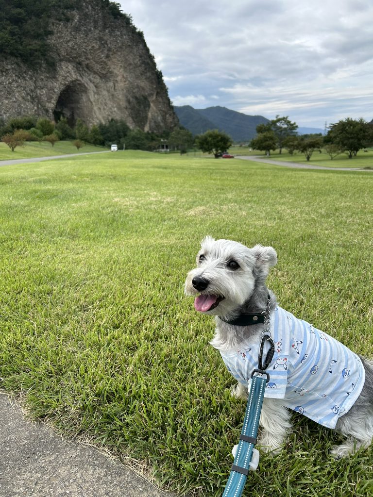 上田市の『おとぎの里』に愛犬ラテとお散歩！ | たち耳シュナマルの