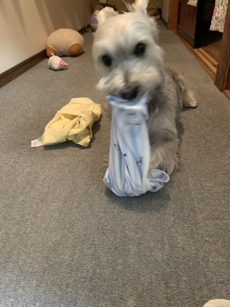 脱いだ後はおもちゃにしてかみついてる　ラテ