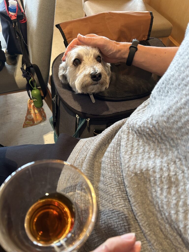 店内のラテカートに乗っておとなしい