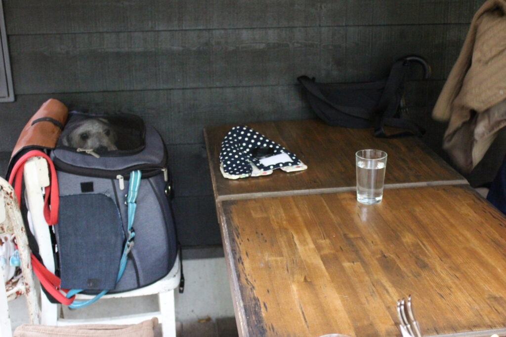 お店の前のテラス席 ラテはリュックの中でおとなしい