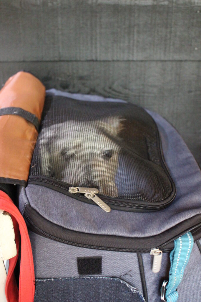 リュックの中で大人しくしているラテ