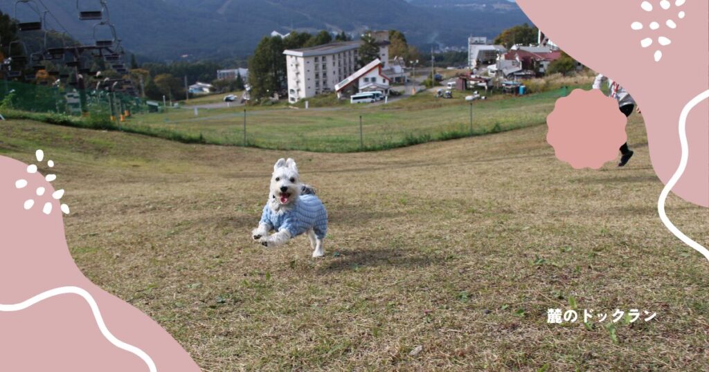 ドックランではしゃぐラテ