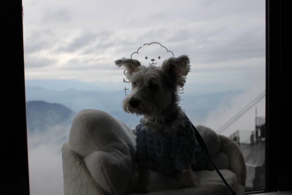 雲海をバックに　カフェから犬の写真が撮れるスポットラテ犬　逆光でよく見えない